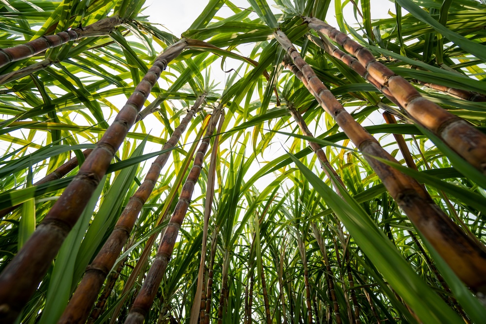 Sugar Plantation from Below