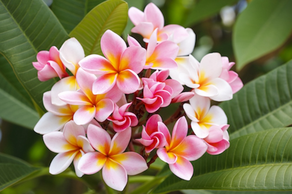 plumeria flowers