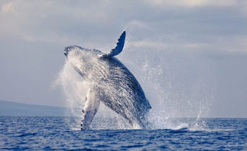Where to Spot the Best Whale Watching Tour on Oahu