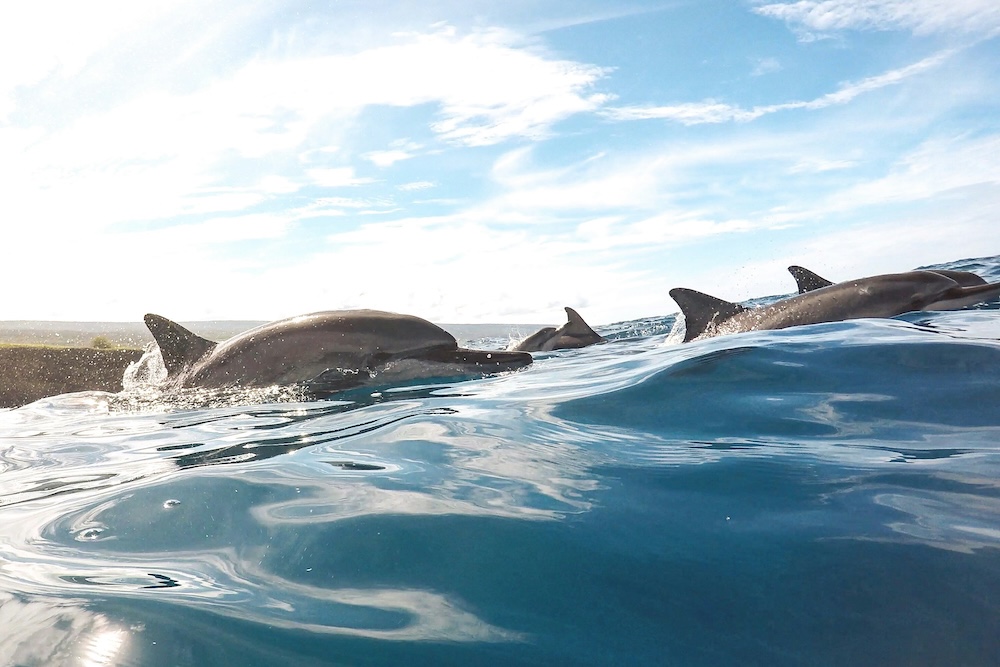 pod of dolphins swimming in hawaii