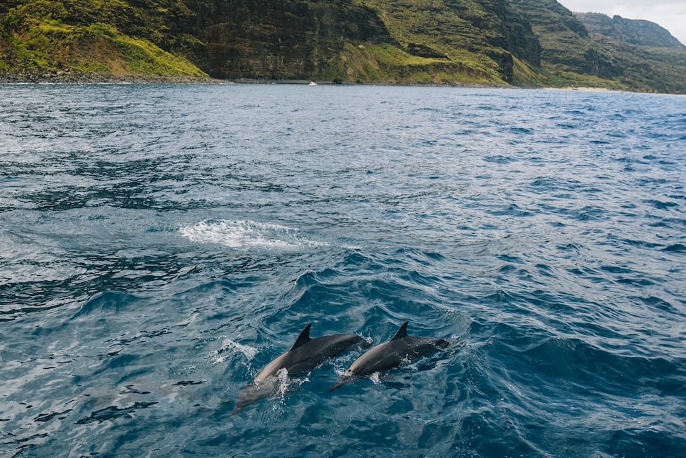 dolphin pod near boat tour
