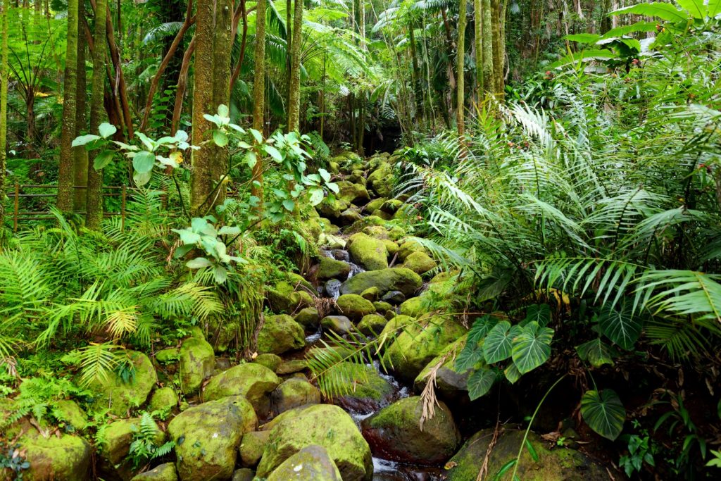 What is the Best Big Island Botanical Garden?