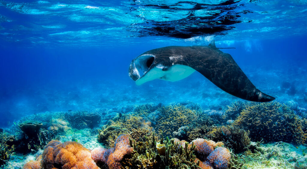 manta rays snorkeling