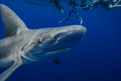 shark diving on extreme adventure Hawaiʻi