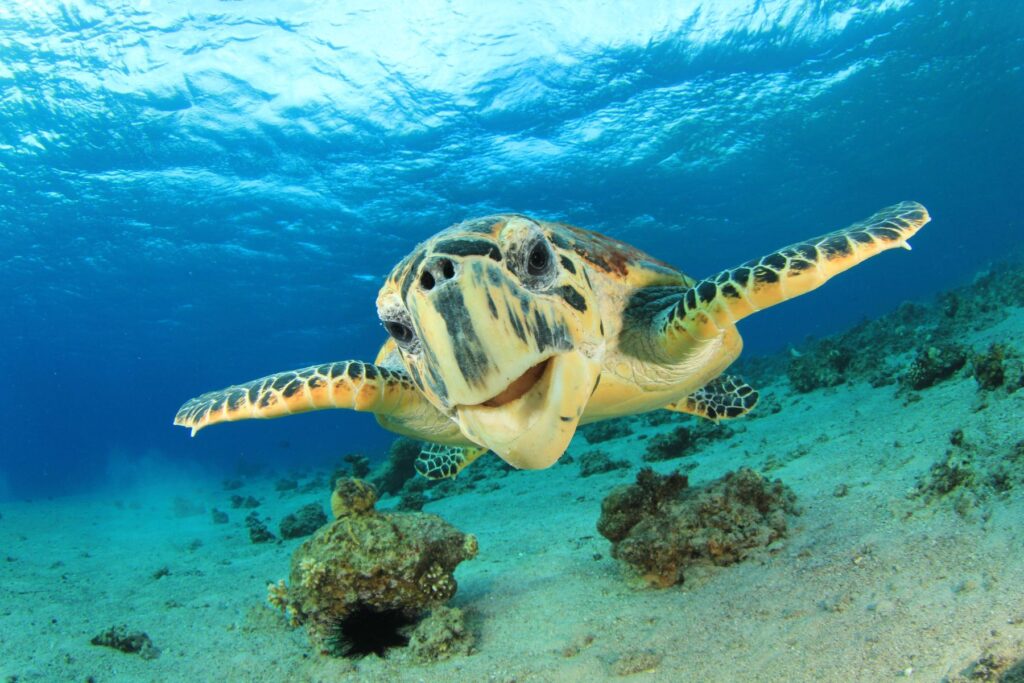 sea turtle