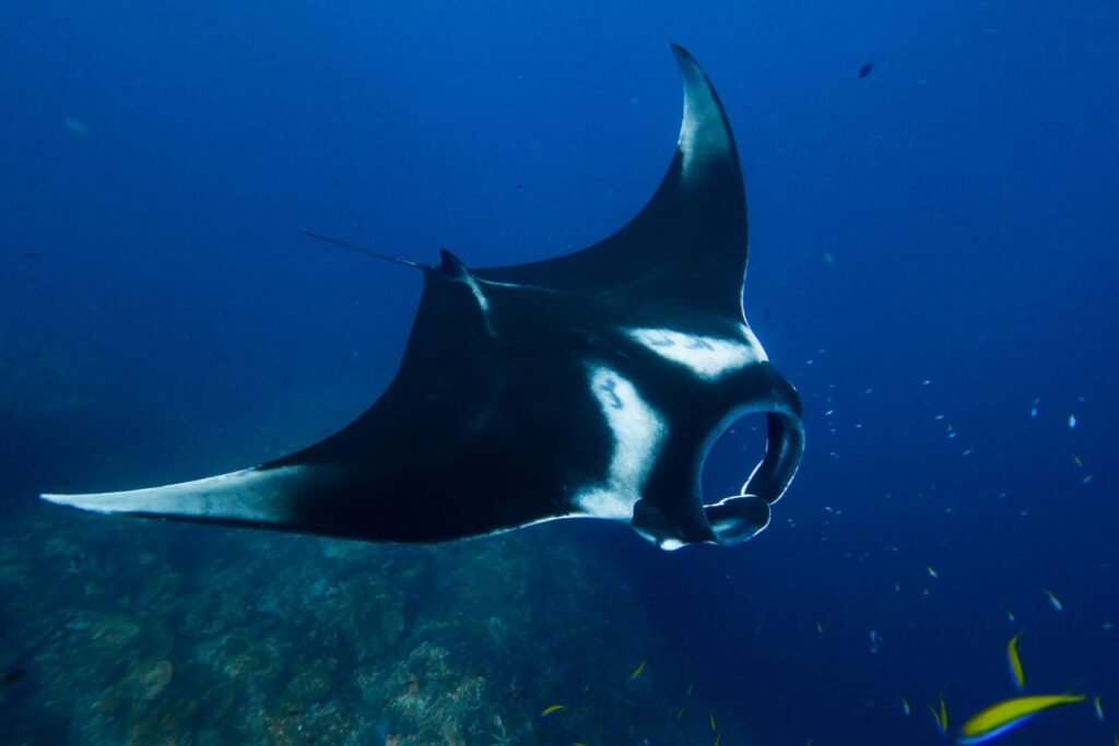 manta ray