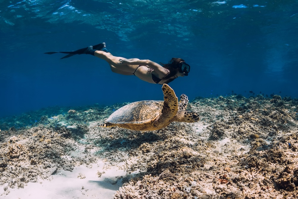 Freediver woman glides underwater with turtle in ocean. Snorkeling with green sea turtle.