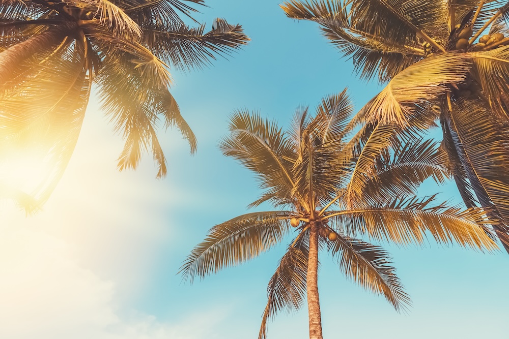 Tropical palm tree with sun light on sunset sky and cloud abstract background. Summer vacation and nature travel adventure concept. Vintage tone filter effect color style.
